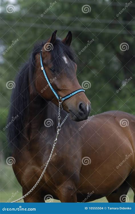 Brown Arabian Pony Horse Stock Photo Image Of Pasture 10555504