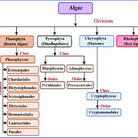 Classification Of Algae Explained In A Simple Way Download