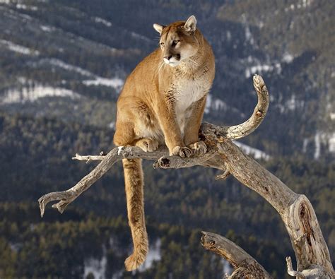 Mountain Lion Facts History Useful Information And Amazing Pictures