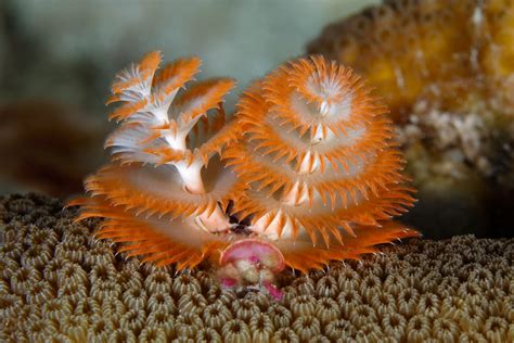 Christmas Tree Worm Facts Habitat Diet Conservation And More