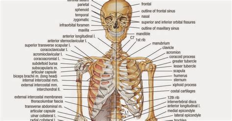 Huesos Del Cuerpo Humano