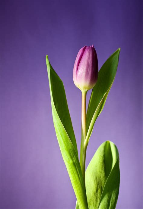 Fotos Gratis Naturaleza Flor Fotografía Hoja Pétalo Florecer