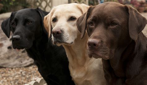 Find your new best friend below—or adopt at a petco store. A Guide to Labrador Retrievers | Embark | Labrador Retrievers
