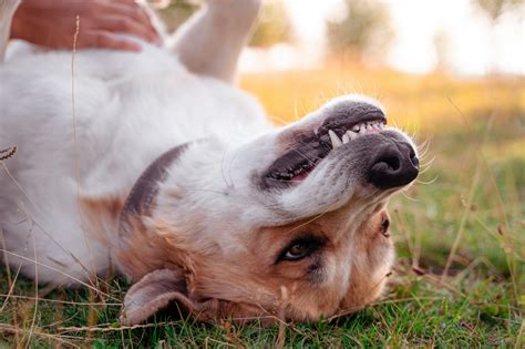 Understanding Why Dogs Love Belly Rubs Busterbox Blog