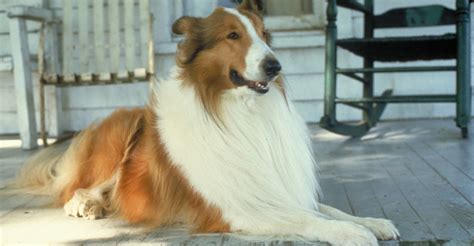 Lassie Movie Where To Watch Stream Online