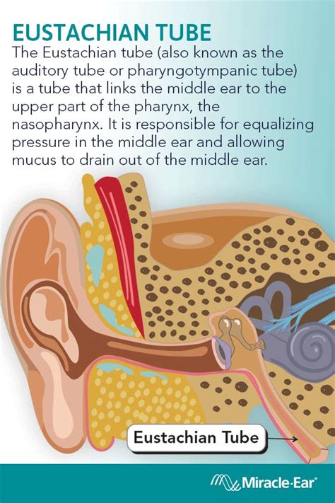 Eustachian Tube Middle Ear Mucus Hearing Health