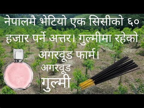 Source from global agarwood manufacturers and suppliers. Agarwood in nepal costing Rs. 60000 per bottle. - YouTube
