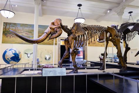 Museum Mastodon 1 Image Eurekalert Science News Releases