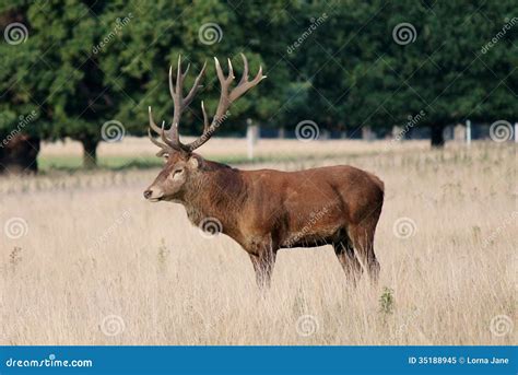 Wild Red Deer Stag In Bushy Park Stock Image Image Of Countryside