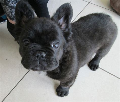 The dog's intimidating appearance is a sharp contrast to its gentle nature. Long-Haired French Bulldog Puppies — AskFrenchie.com