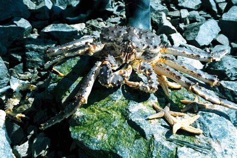 This colossal crab may be quite dangerous to humans and sea people, but nothing more than a satisfying meal for a proper daikaiju (giant monster). RED KING CRAB WEIGHT - Wroc?awski Informator Internetowy ...