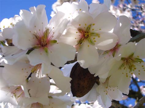 Flowering Almond Tree One Of Many In Our Gardens Almond Blossom