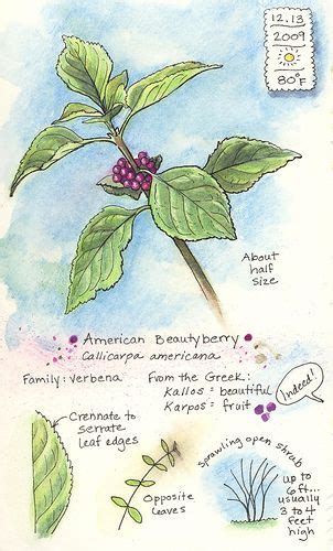 A Nature Art Journal In Southwest Florida Beautyberry Nature Journal