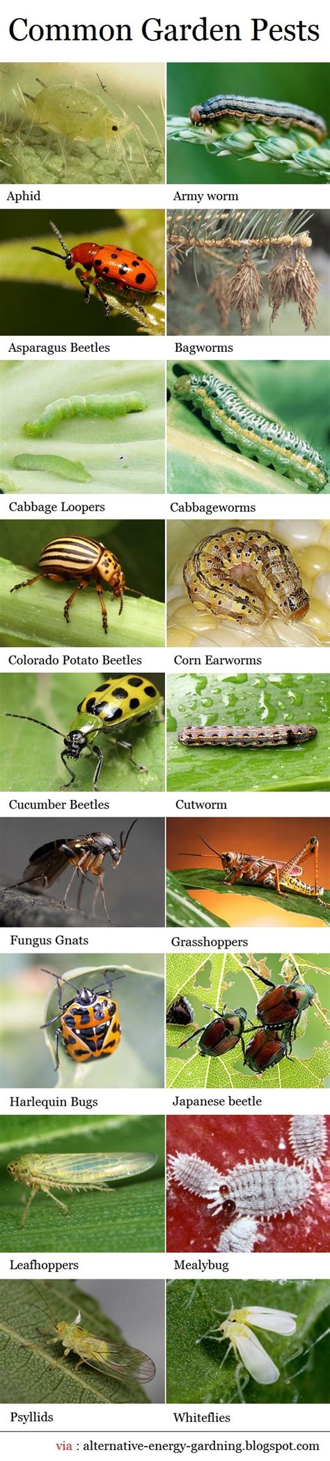 18 Common Garden Pests 101 Gardening