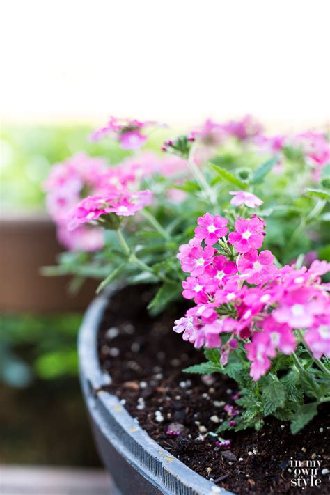 Flowers bloom in shades of red, pink, yellow, orange, white and green. How To Grow Flowers That Will Bloom All Summer Long - In ...