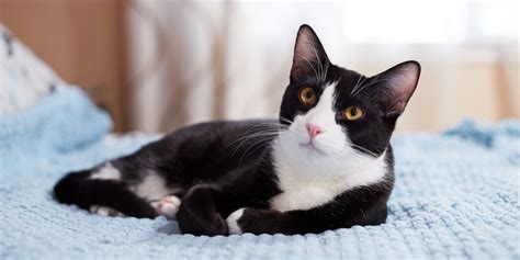 Tuxedo Cats Facts Lifespan And Intelligence All About Cats 2023