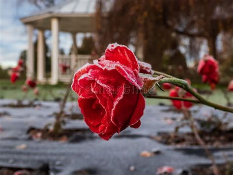 Small Red Rose Covered With Morning Frost In Early Winter Macro Shot