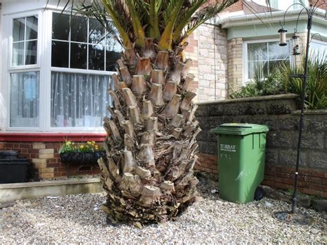 Top 5 Uses For Date Palms Sunday Gardener