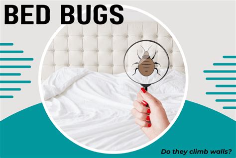 Do Bed Bugs Climb Walls The Truth