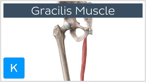 Gracilis Muscle Function And Origins Human Anatomy Kenhub Youtube