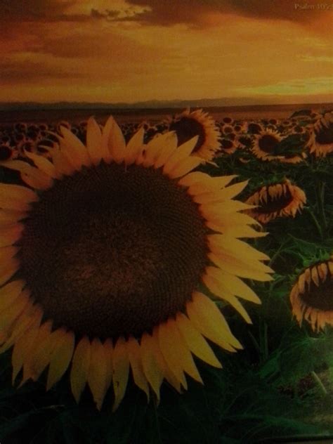 Sunflowers Are The Happiest Of Flowers And Their Meanings Include