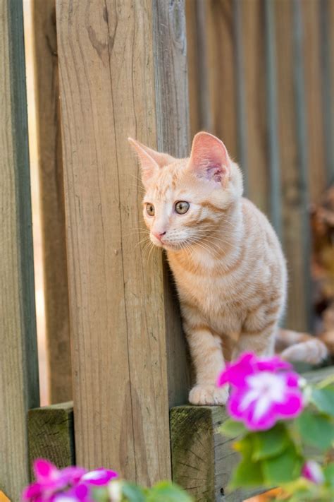 One of our favorite orange tabby cat facts is that, because all tabby cats carry the agouti gene, there has never been and never will be a. The Personality of a Tabby Cat is Quite Unique in All ...