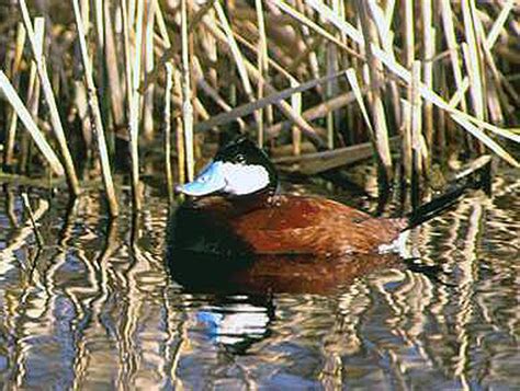 Ruddy Duck Online Learning Center Aquarium Of The Pacific