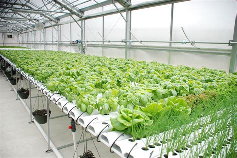 5 Reasons Hydroponic Growing Is More Profitable Than Soil Growing
