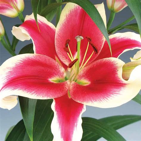 Lily Flash Point Lilium Bold Dusky Pink Red Flowers With Striking