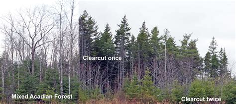 Protecting Nova Scotias True Boreal Forest Nova Scotia Forest Notes