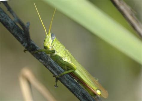 Bright Green Grasshopper Schistocerca Shoshone Bugguidenet