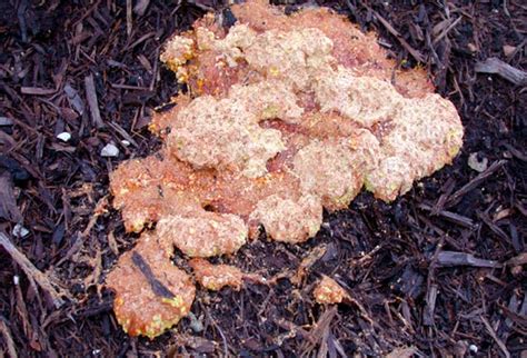 Orange Powdery Fungus Orange Mold