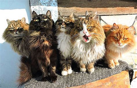 20 Incredible Pictures Of Glorious Siberian Farm Cats