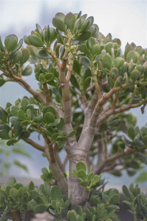 Crassula Ovata ‘money Tree’ Jade Well Rooted Succuelnt Grown In The Uk Indoor House Plant