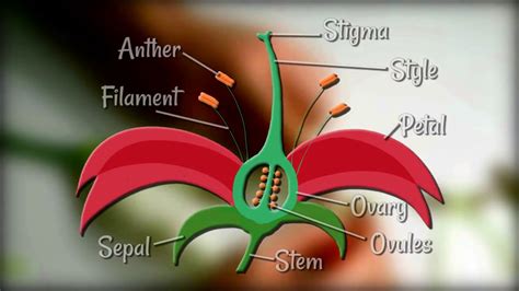 Flower Structure And Function Ppt Best Flower Site