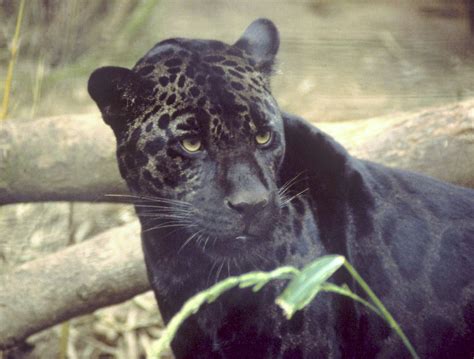 Fileblack Jaguar Wikipedia