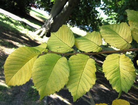 This video shows collecting of ulmus minor yamadori called kraken. Opiniones de Ulmus minor