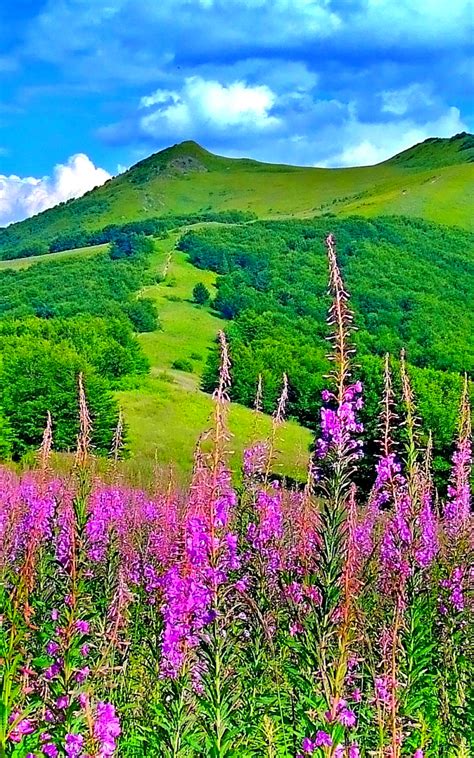 Download Picturesque Scenery With Wonderful Pink Flowers Hd Wallpapers 2560x1600 47