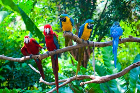 Beautiful Red And Blue Parrot Hd Photo Background Hd