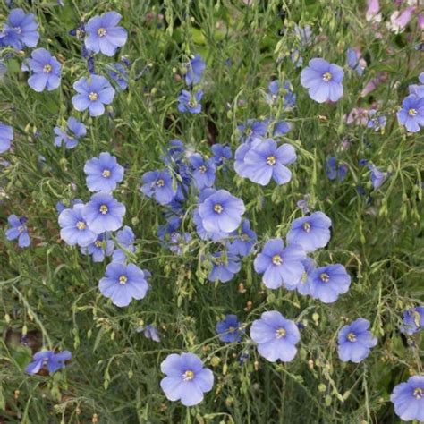 Bulk Annual Blue Flax Seeds Bulk Wildflowers