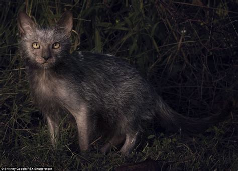 Through Golden Eyes Unique Breed Of Felines Christened Werewolf Cats