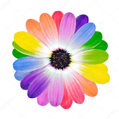 Colorful Petals On Daisy Flower Isolated — Stock Photo © Tr3gi 7555164