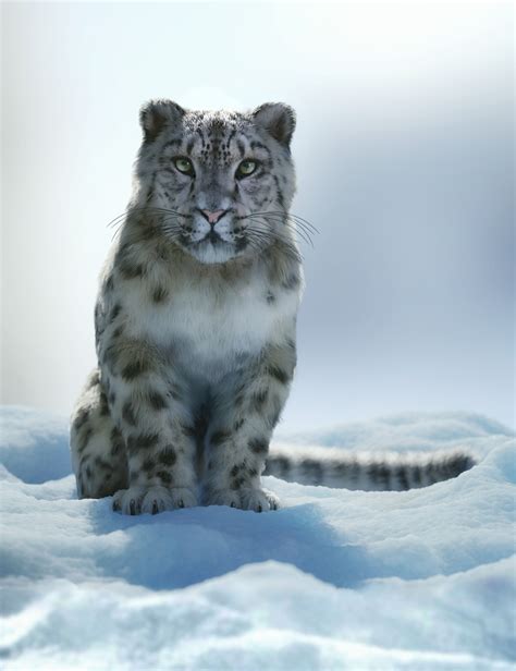 Felidae By Am Snow Leopard Daz 3d