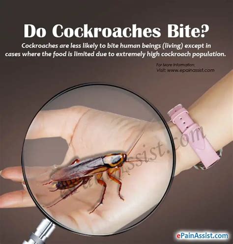 Do Cockroaches Have Diseases Roach Cockroach Insect