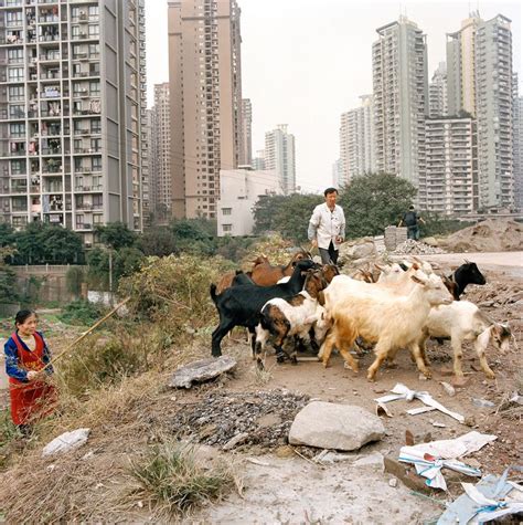 Metamorpolis Urban Rise Chongqing Urban Farming City Landscape