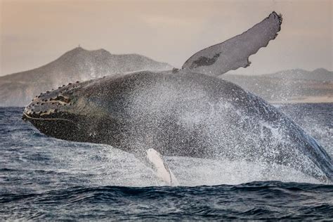 Download Breaching Splash Sea Life Animal Whale Hd Wallpaper