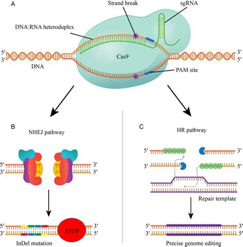 Crispr Cas System Components And Pathways A Components Required For