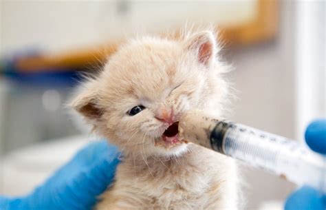 Your veterinarian can give you tips on bottle feeding kittens if you run. How To Take Care Of A Kitten Without A Mother