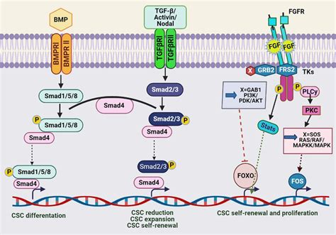 Bmp Tgf β And The Fgf Pathways In Cscs Bmp Signaling Is Involved In Download Scientific