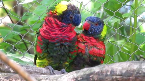 Parrots Kissing Each Other Hd Youtube